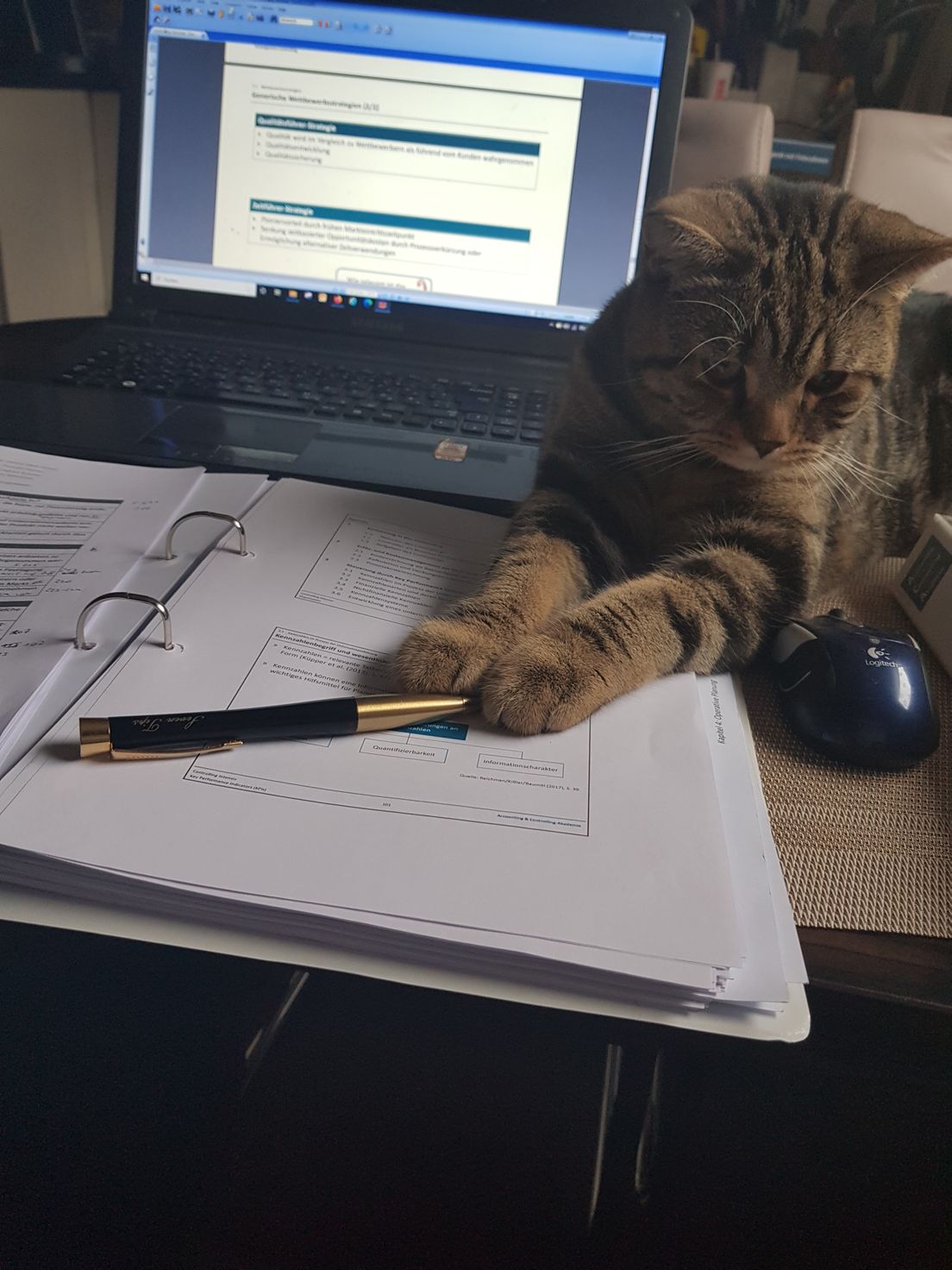 Проф. кот Мило принимает экзамен
