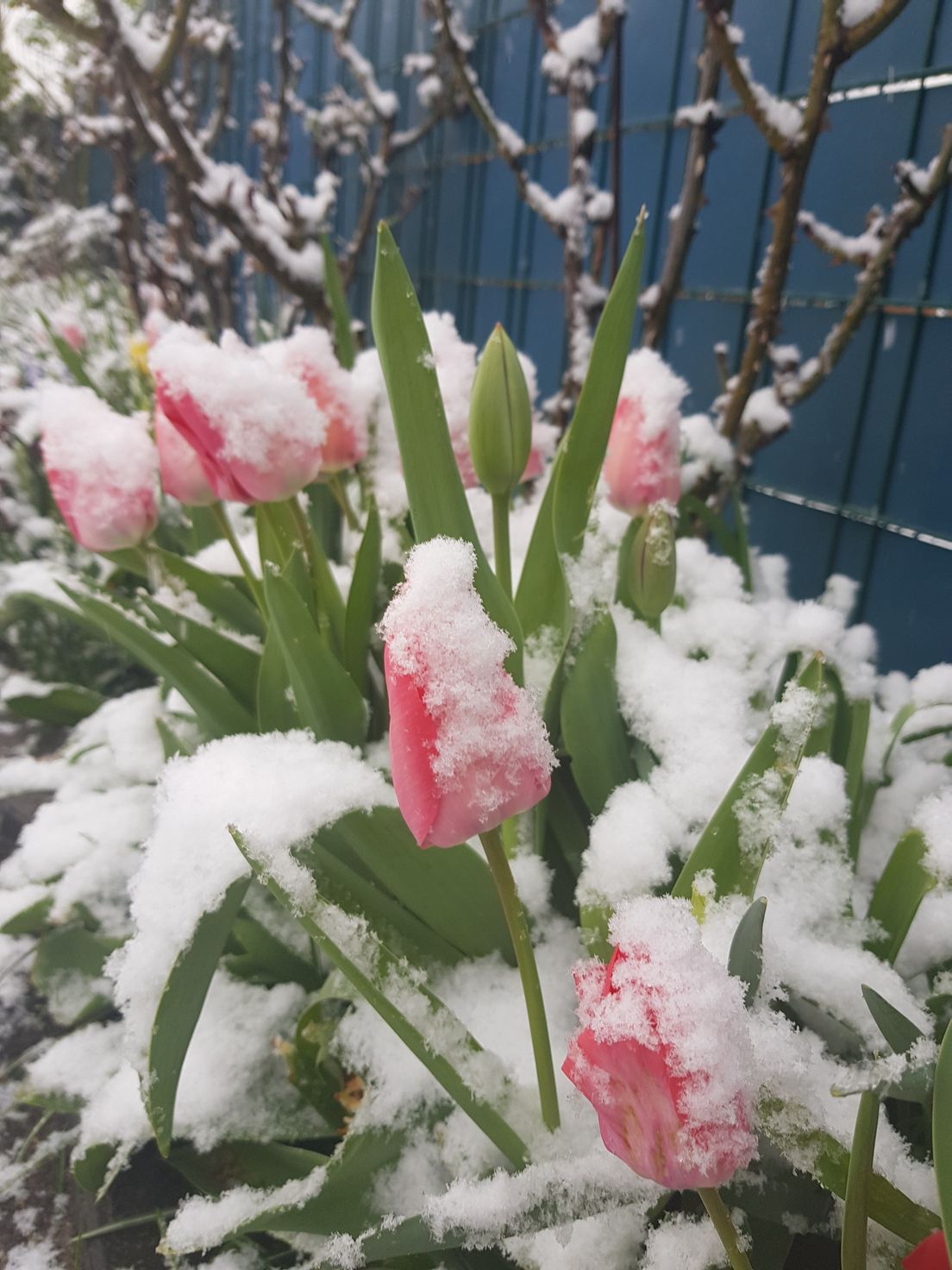 Цветы под снегом, Зима прощается 