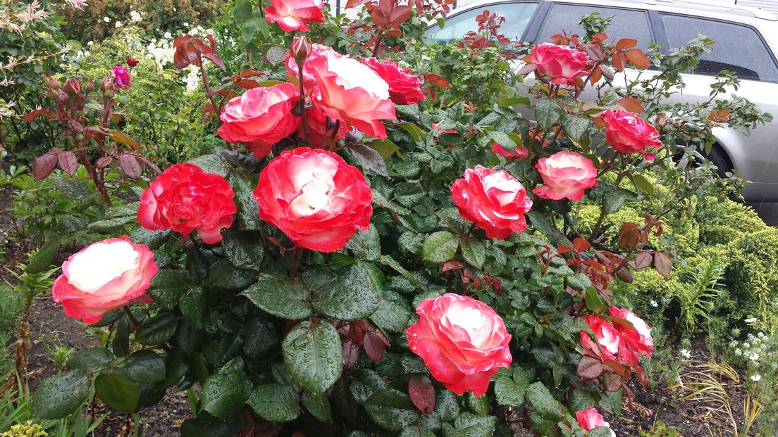  Rosen lässt sich jeder Garten verschönern