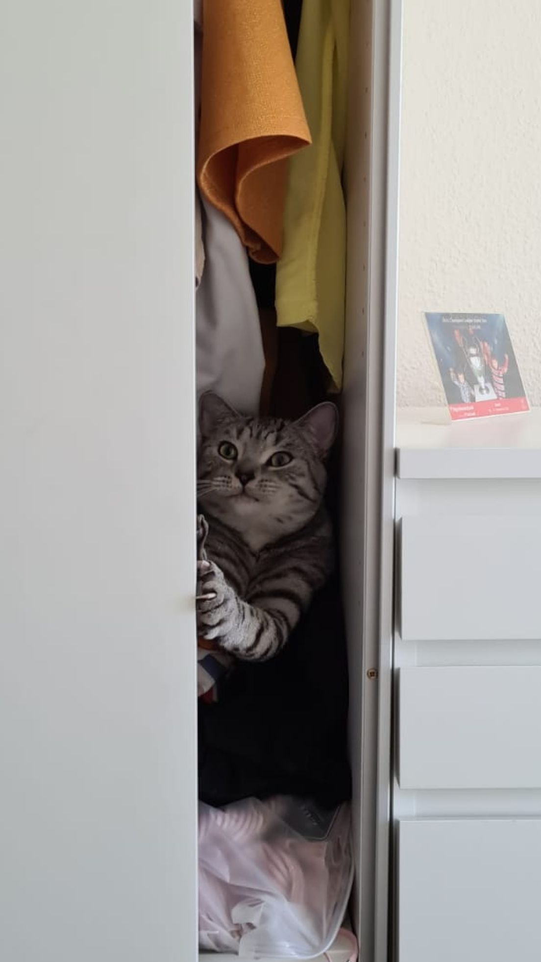 Котяка - за собой дверь закрывака
