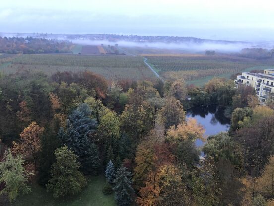 Осенний утренний туман над садом