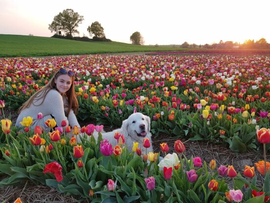 Pretty tulip field 