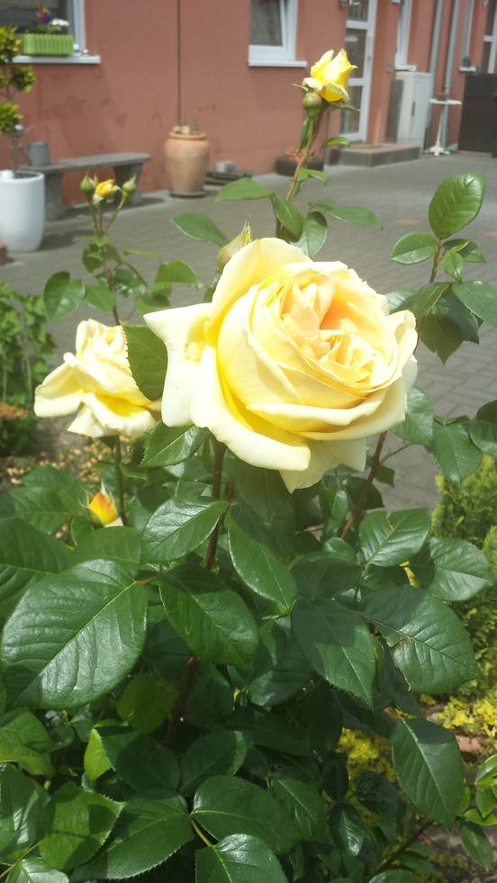 Желтые розы 