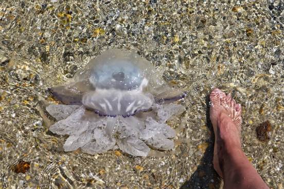 seven.pics presents - Jellyfish