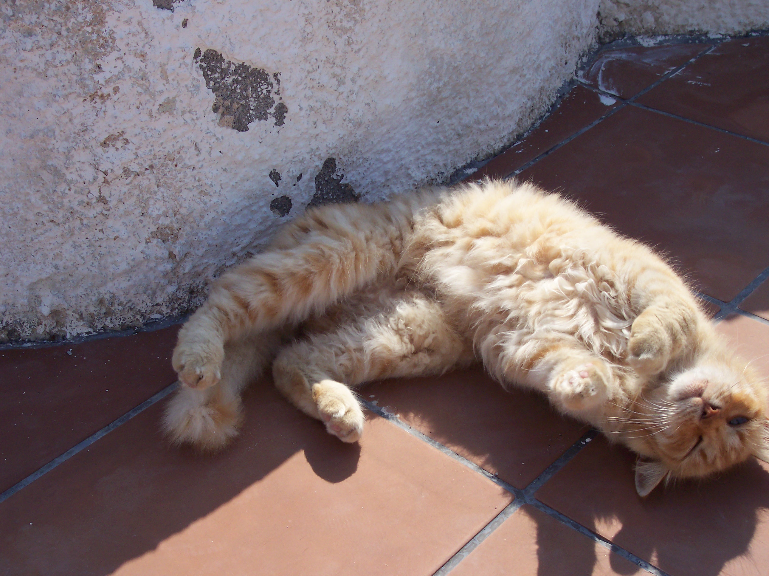 Просто рыжий кот. Kamari, Santorini.