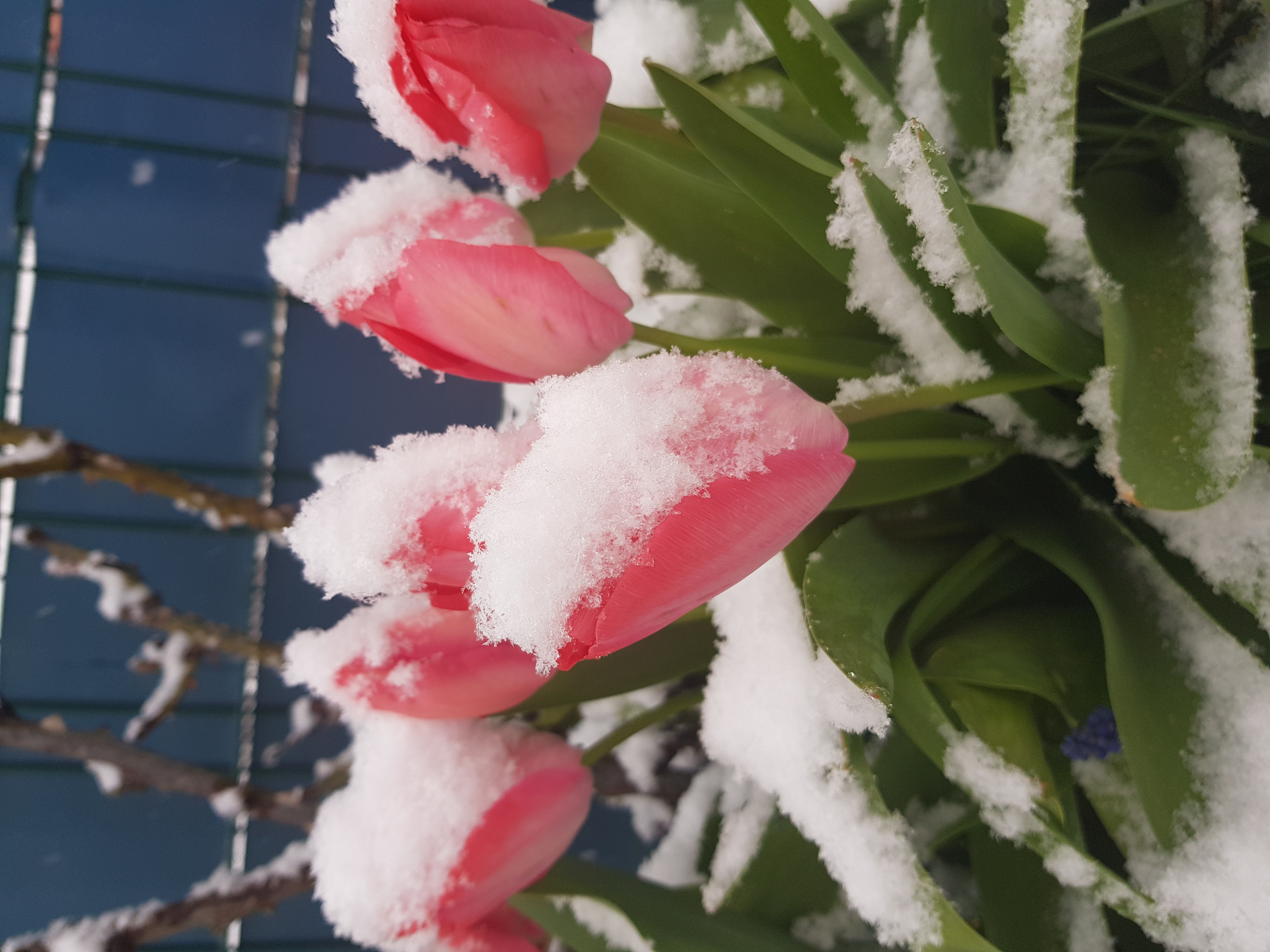 Тюльпаны  и Снег / Весна и Зима