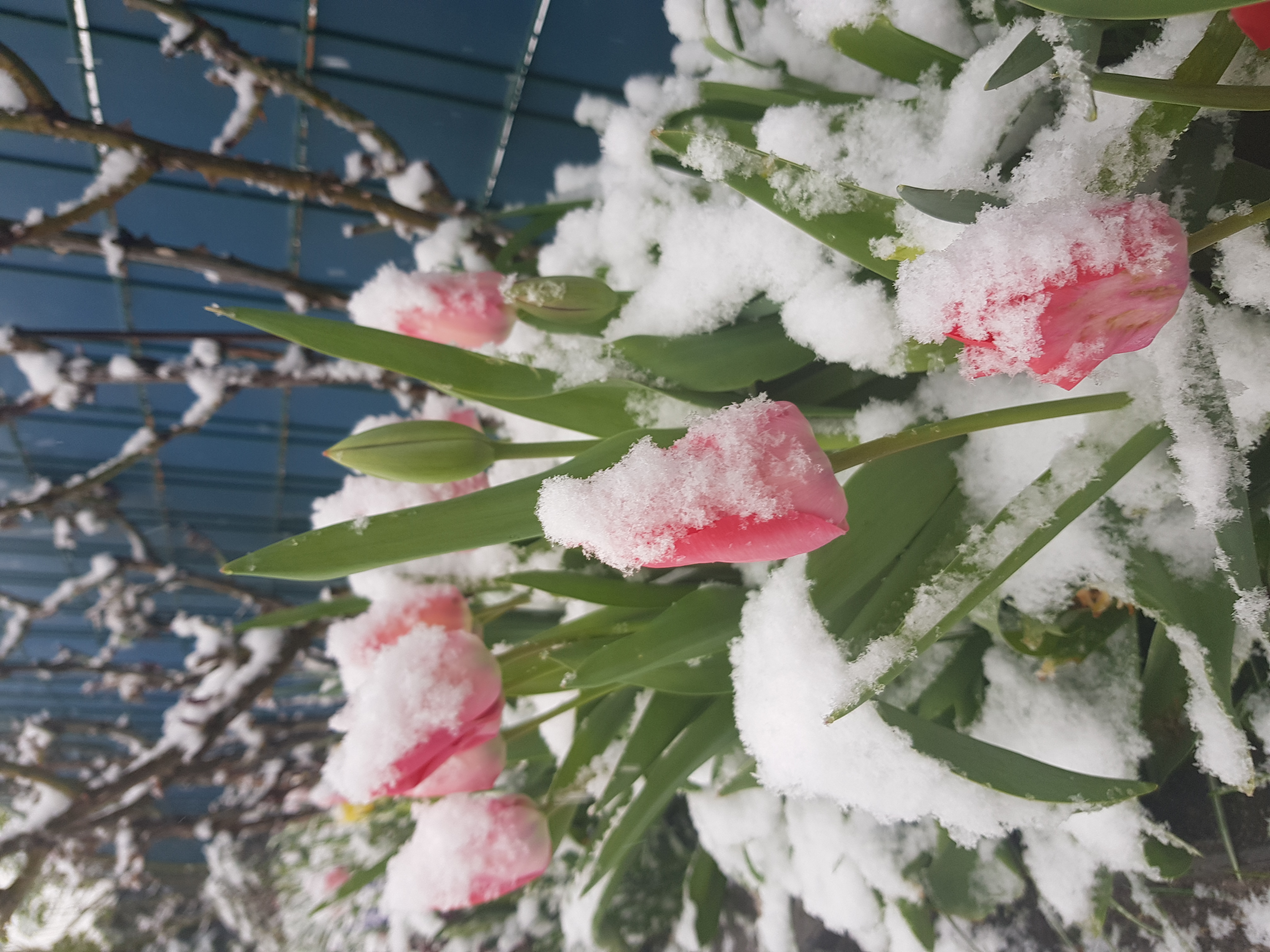 seven.pics presents - Цветы под снегом, Зима прощается 