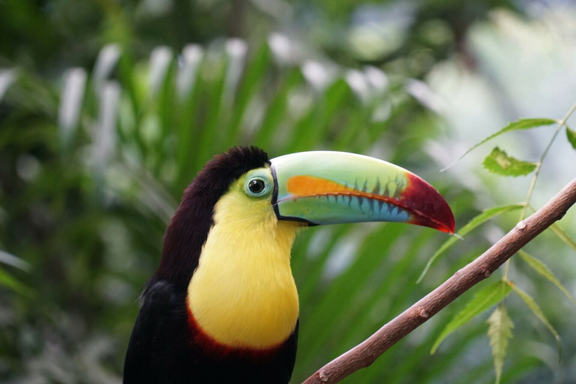 Птичий мир Колумбии очень разнообразен