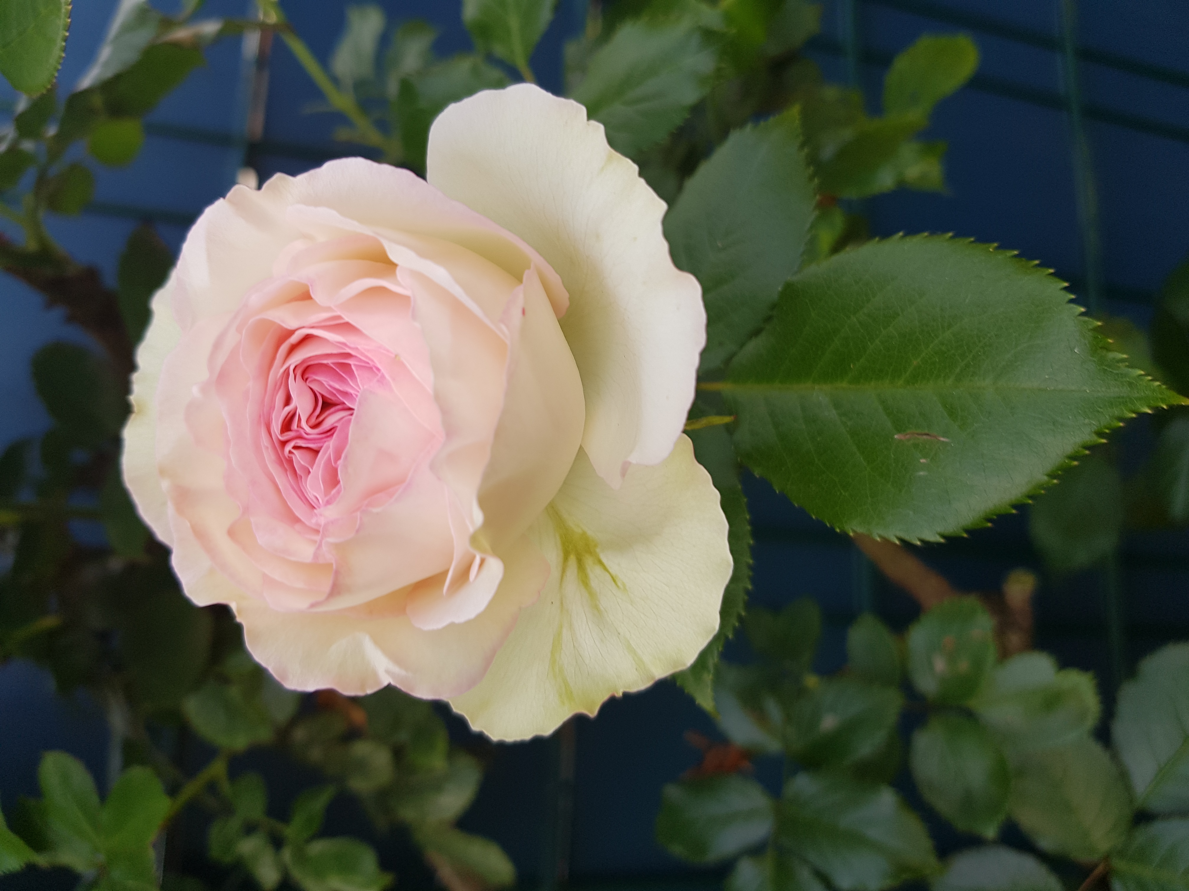 seven.pics presents - Белые Розы