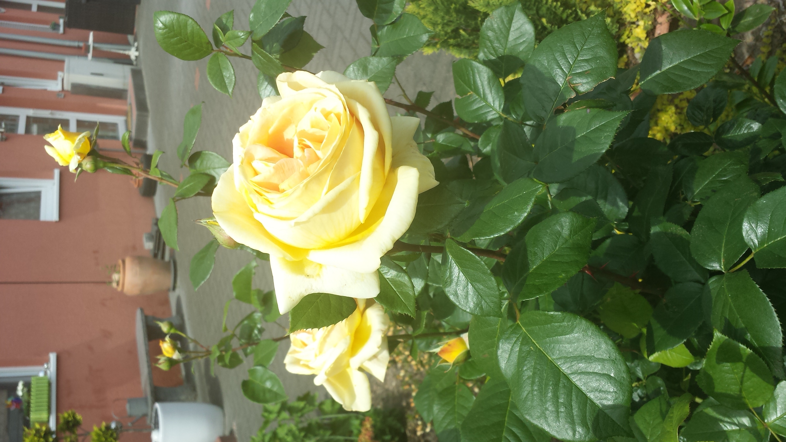 Желтые розы 