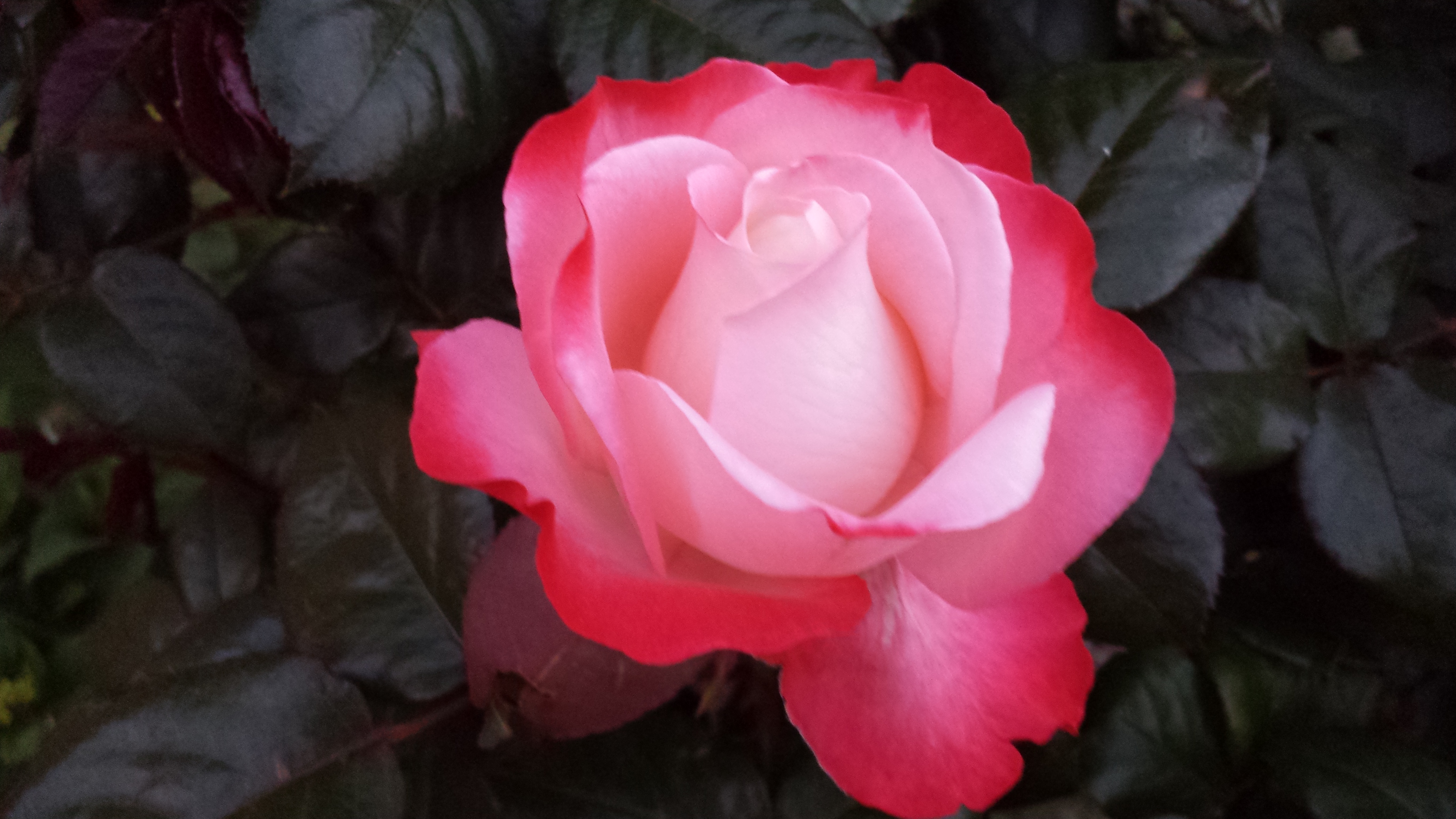 seven.pics presents - Розы в моем саду