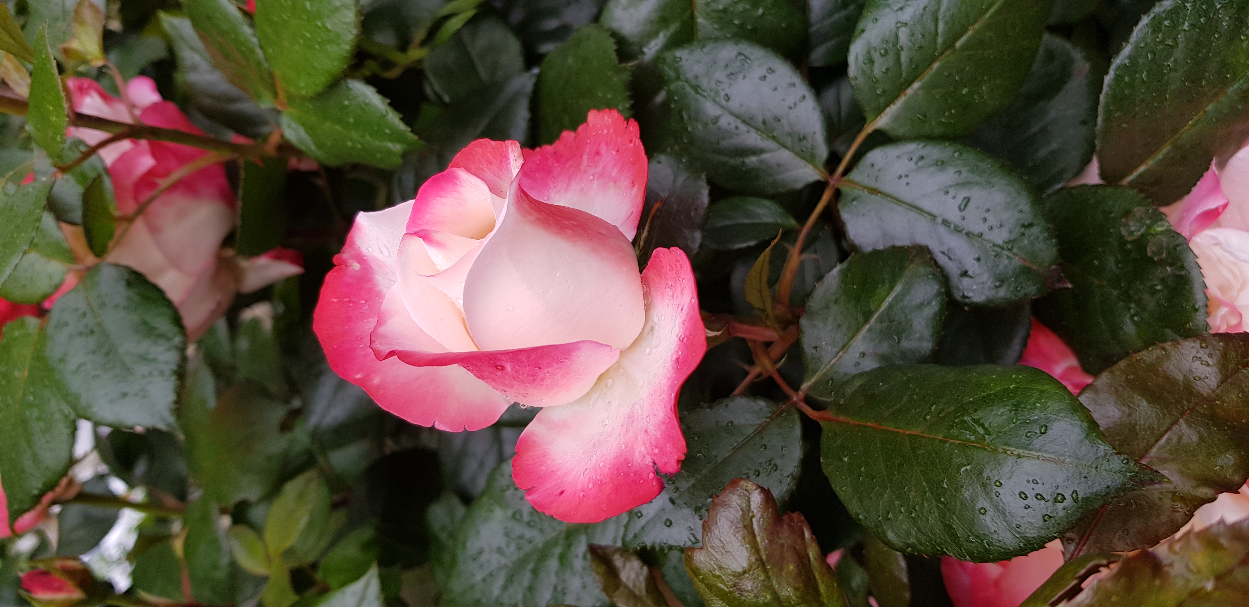 Розы – символ любви и страсти