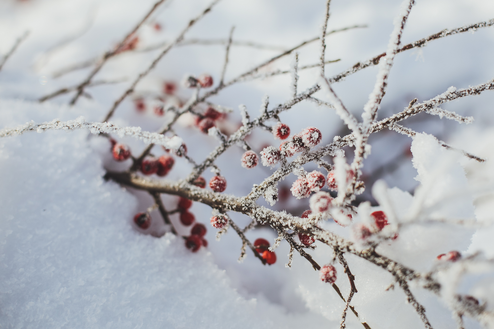 seven.pics presents - Winter beauty