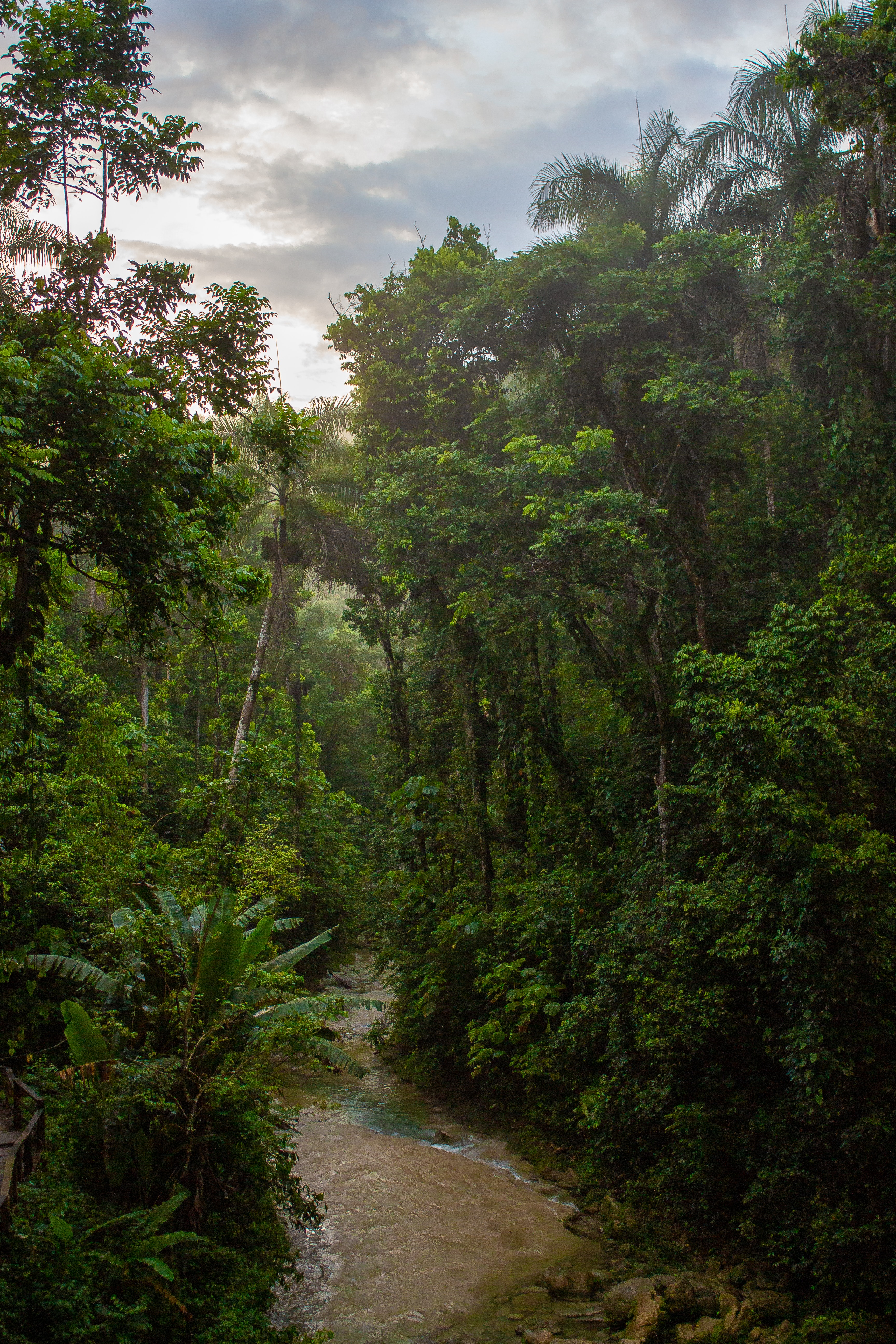 3. El Yunque National Rainforest