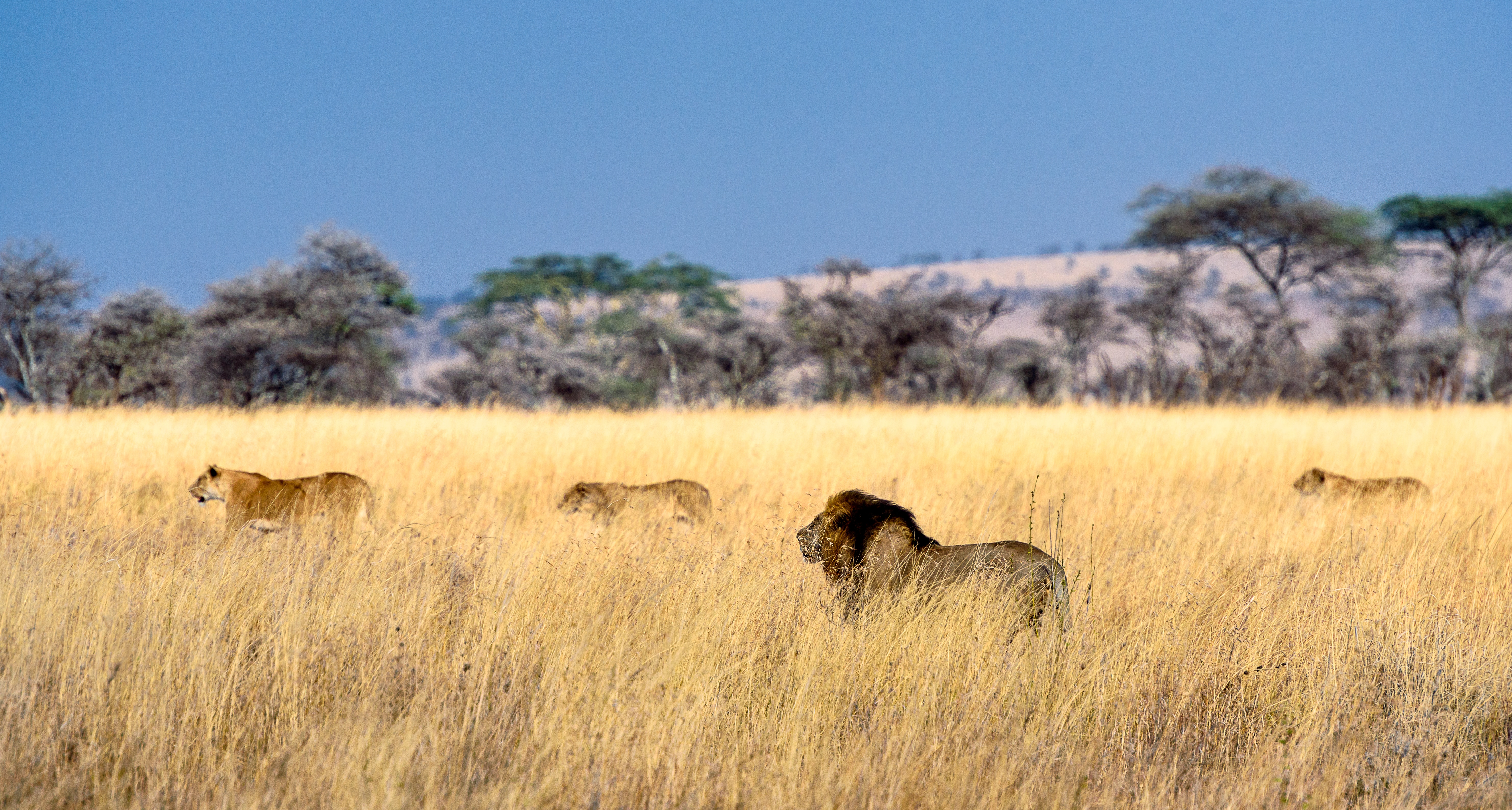 2. The Serengeti