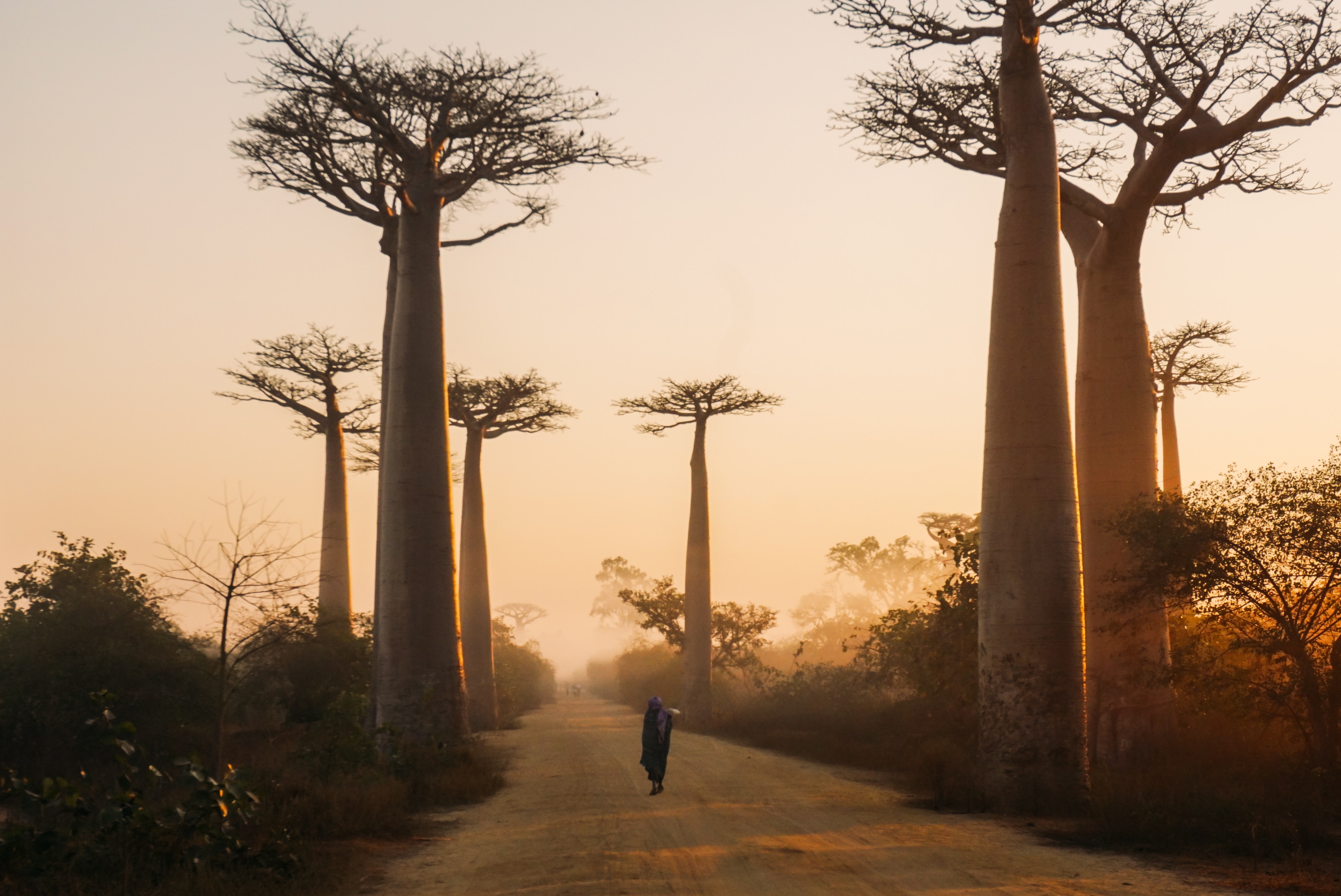 Walk in the baobab trees