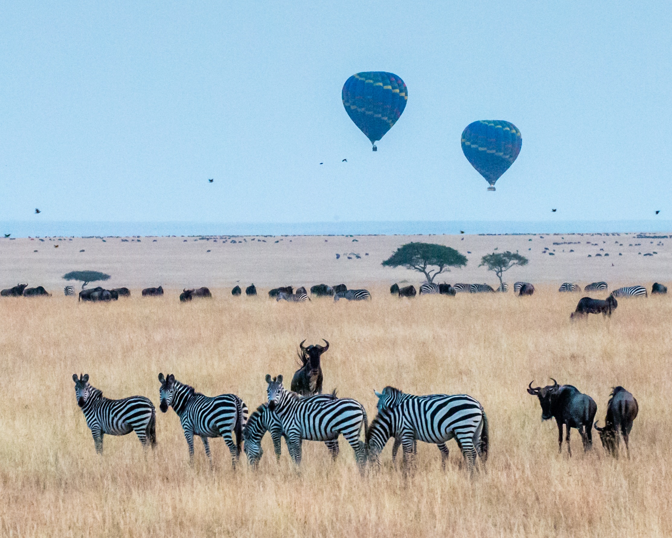 Maasai Mara Nationalreservat, Kenia