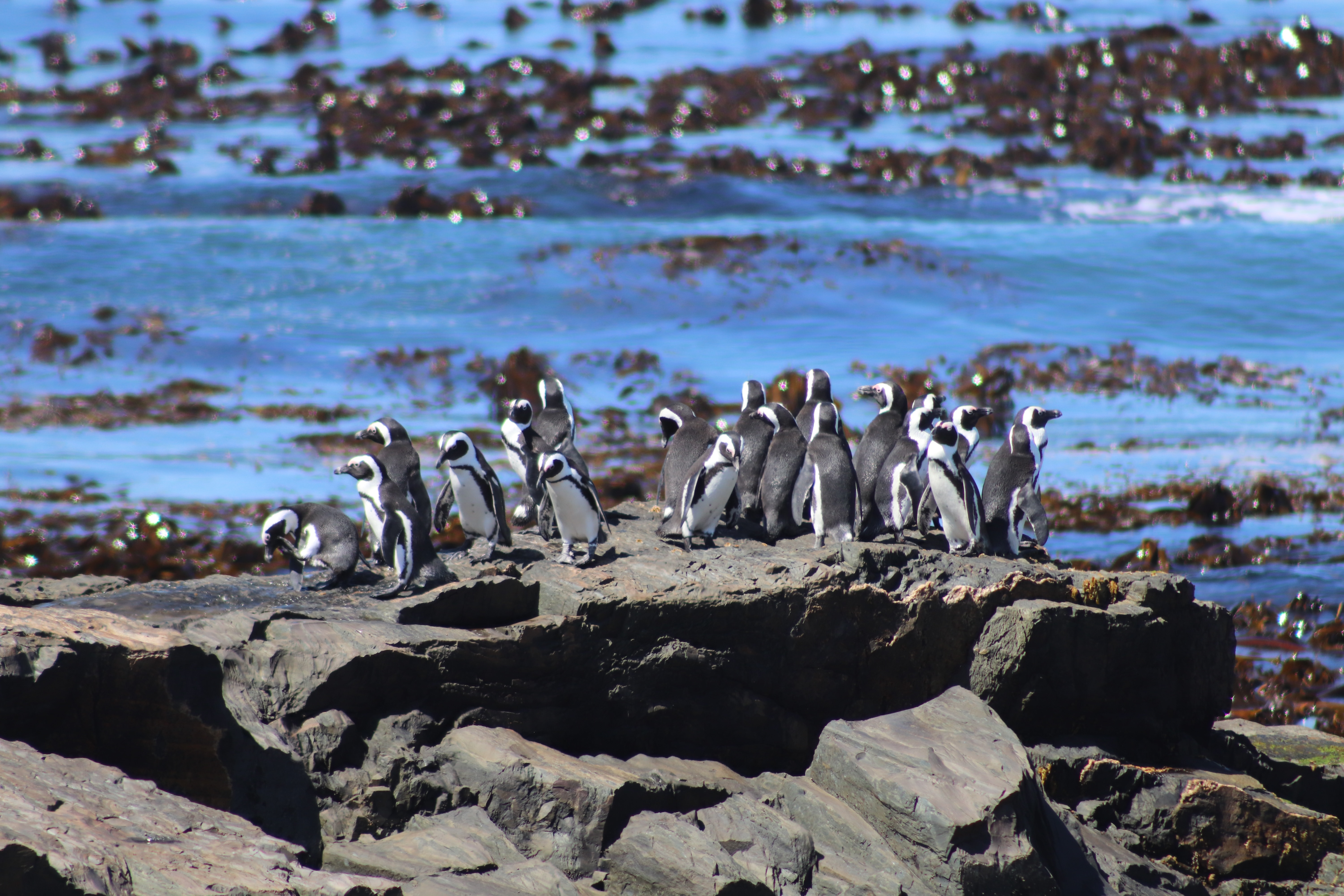 остров пингвинов