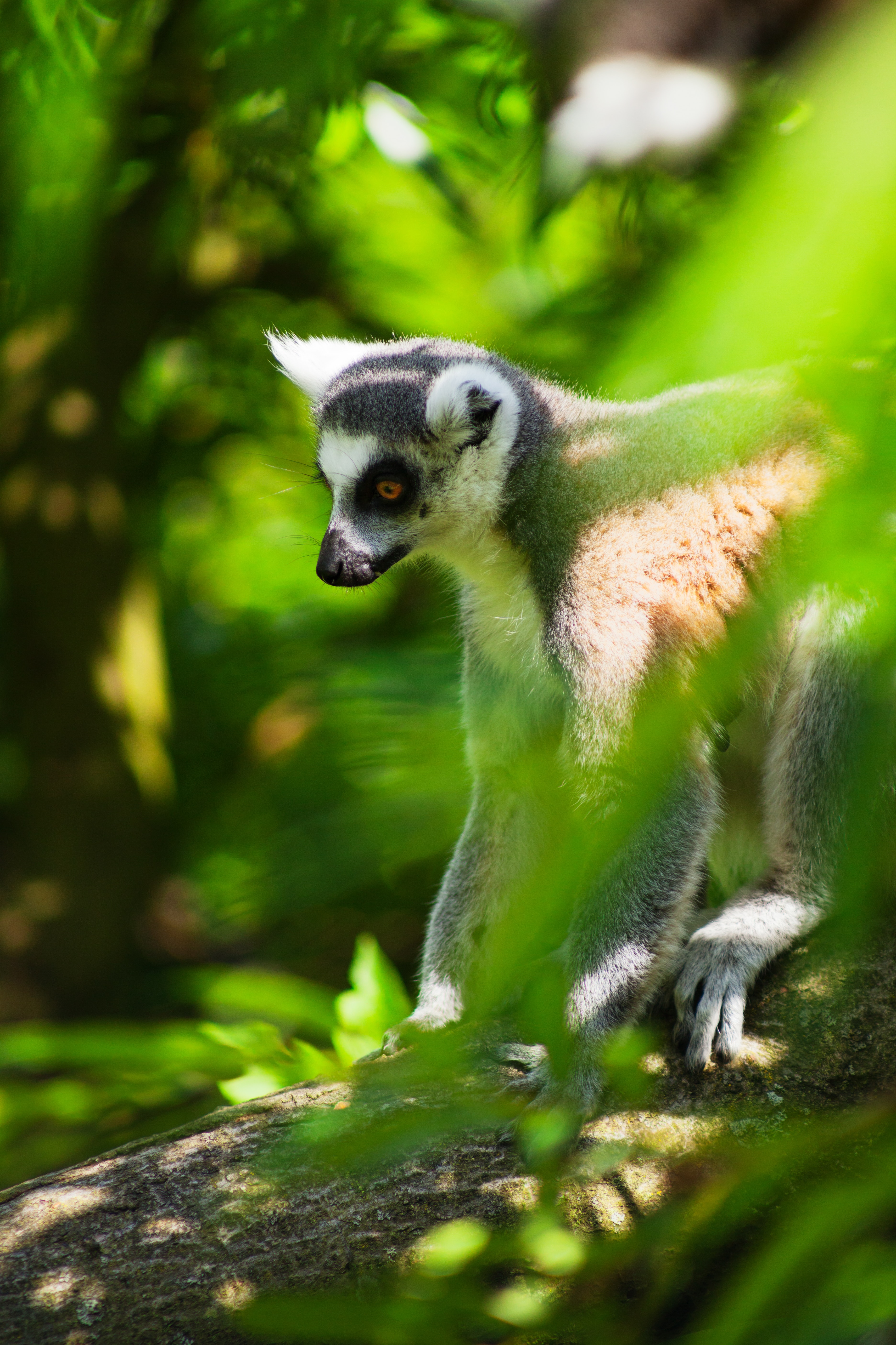 Search for Lemurs on the Island