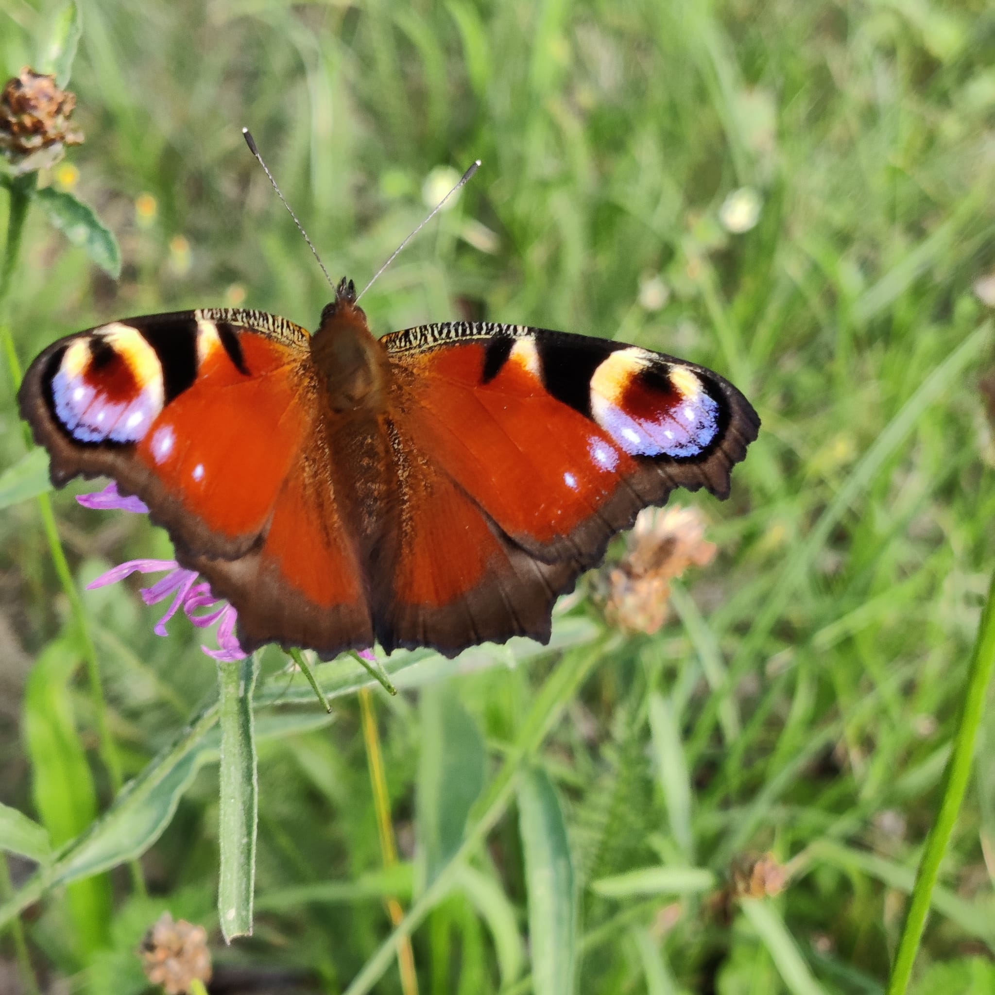 Schmetterling aus Cottbus
