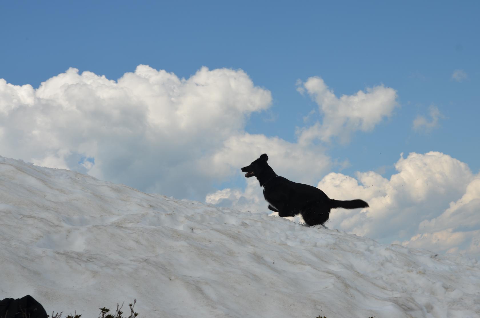 Счастливая собака в снегу