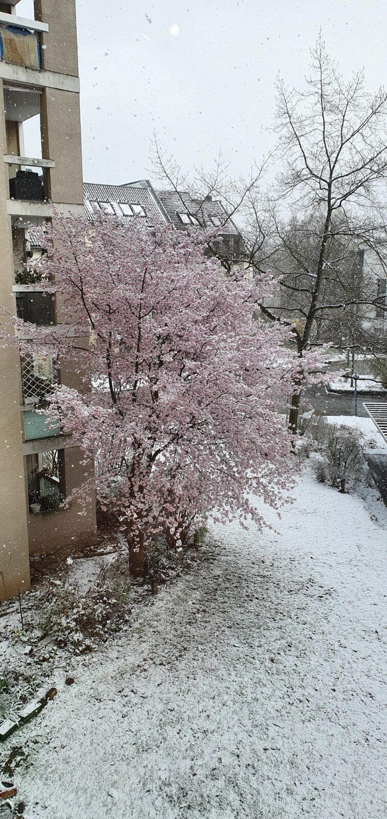 Сакура в снегу,апрель 2021