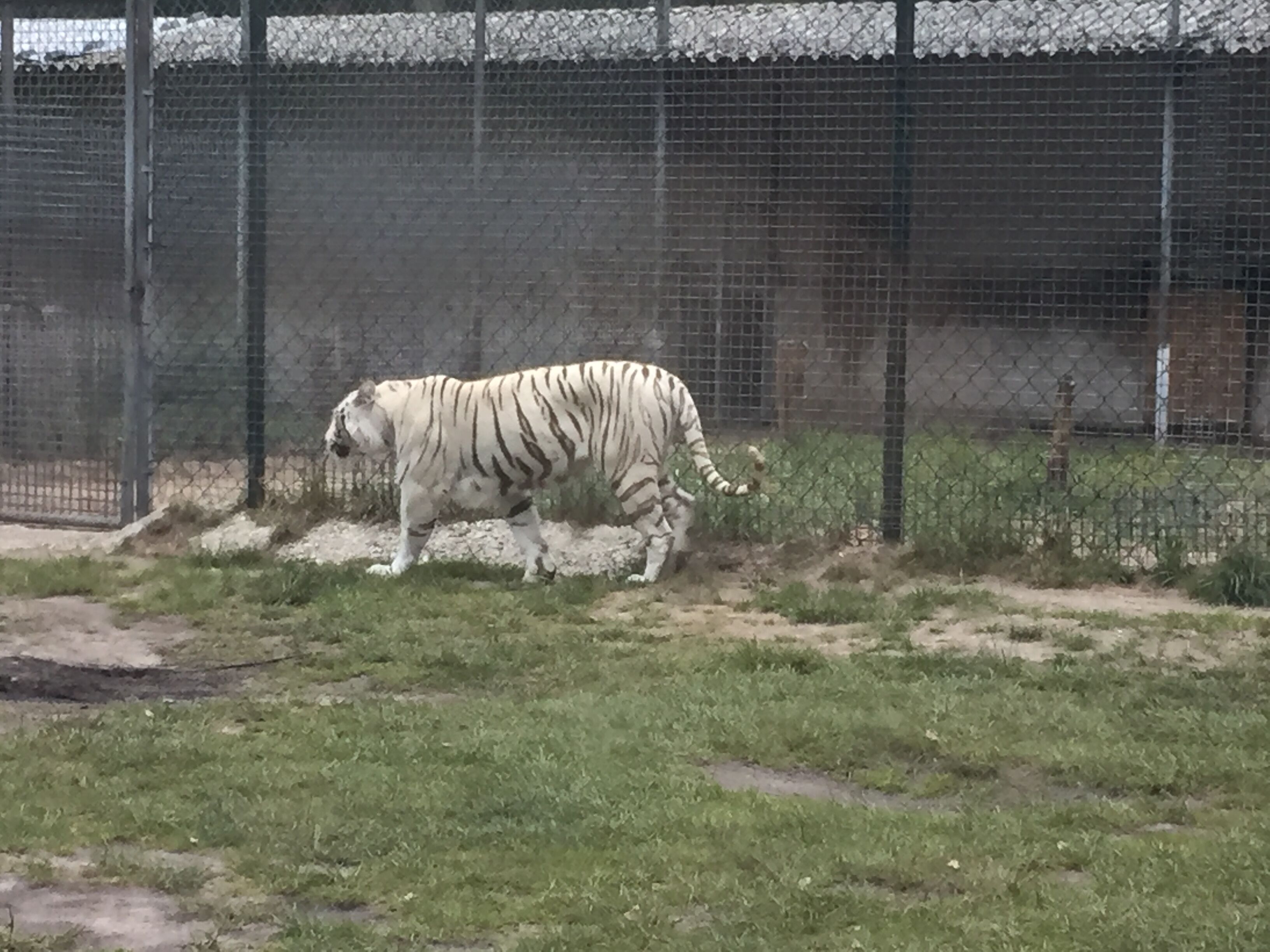 White tiger 🐯 